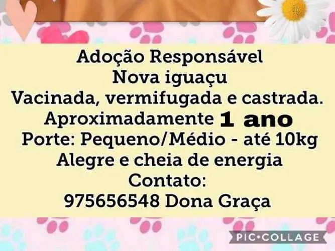 Cachorro ra a SDR idade 1 ano nome Lady