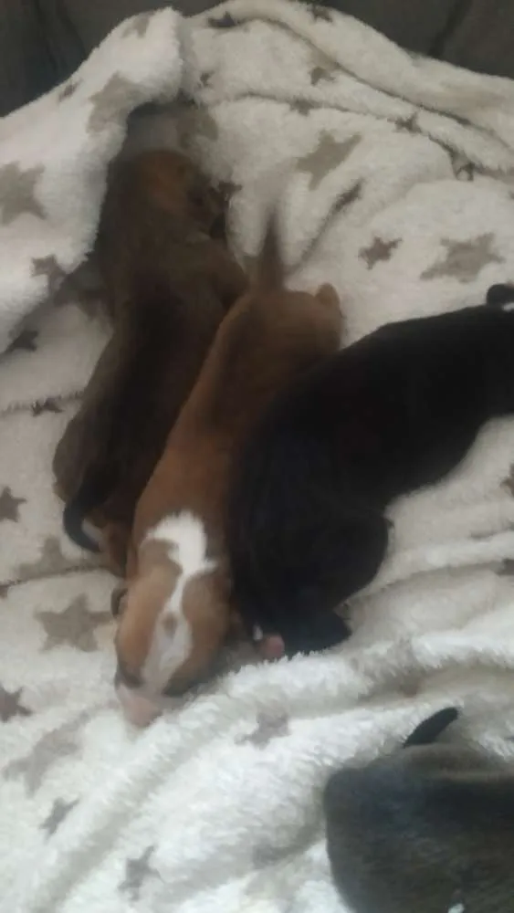 Cachorro ra a Srd idade Abaixo de 2 meses nome Filhotes 