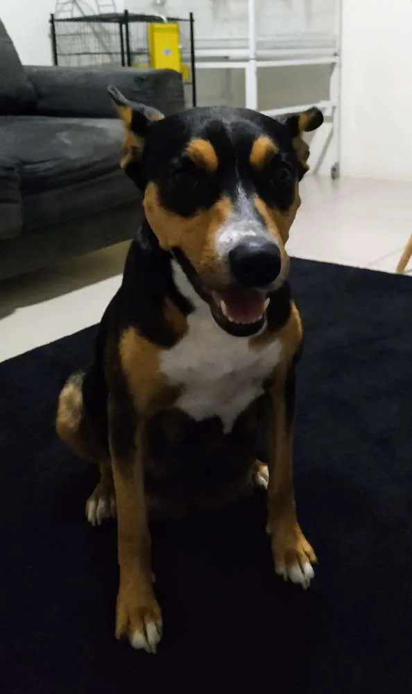 Cachorro ra a Srd idade Abaixo de 2 meses nome Filhotes 