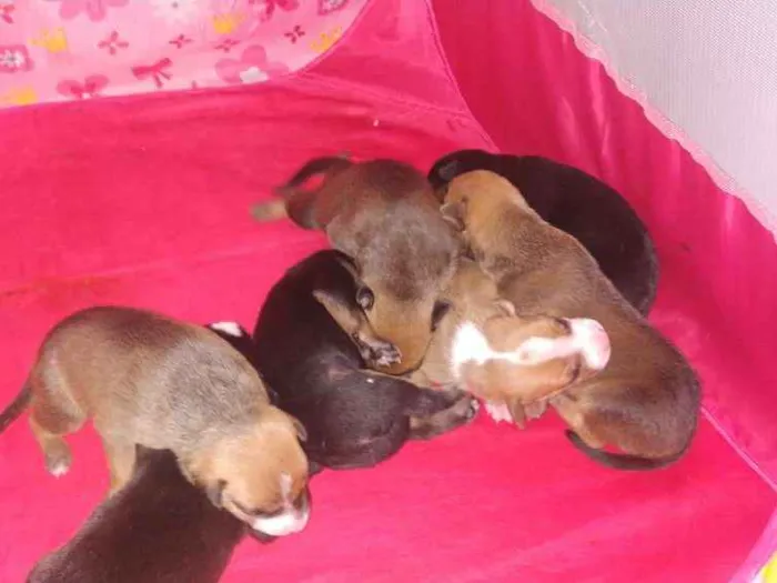 Cachorro ra a Srd idade Abaixo de 2 meses nome Filhotes 
