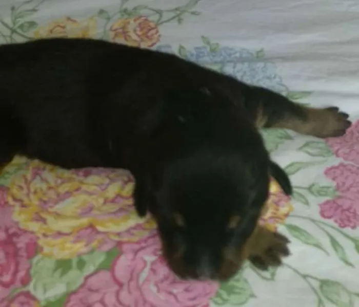 Cachorro ra a Srd idade Abaixo de 2 meses nome Filhotes 