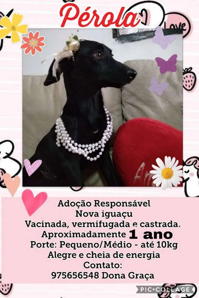 Cachorro ra a SDR idade 1 ano nome Pérola 