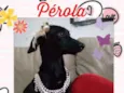 Pérola 