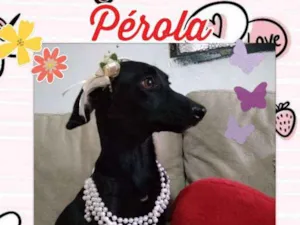 Cachorro raça SDR idade 1 ano nome Pérola 