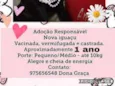 Pérola 