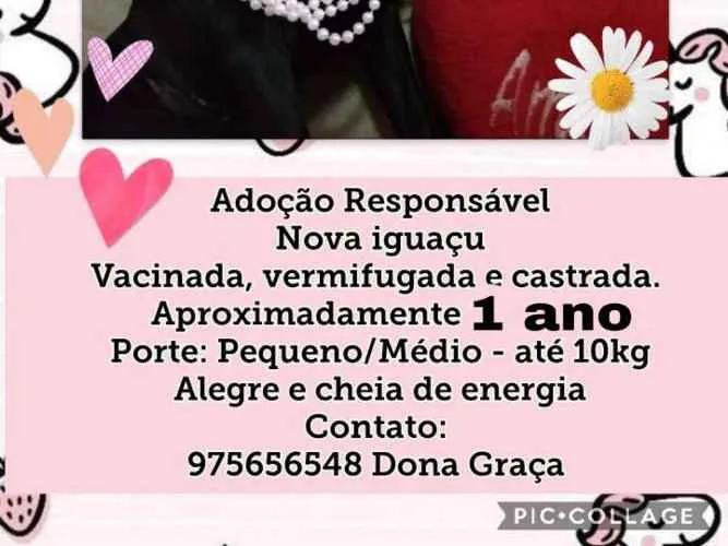 Cachorro ra a SDR idade 1 ano nome Pérola 