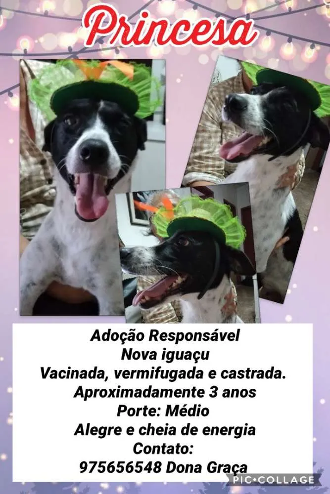 Cachorro ra a SRD idade 3 anos nome Princesa