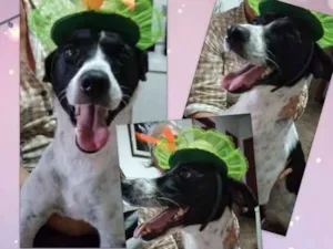 Cachorro raça SRD idade 3 anos nome Princesa