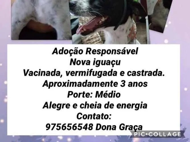 Cachorro ra a SRD idade 3 anos nome Princesa