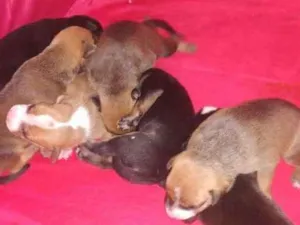 Cachorro raça Srd idade Abaixo de 2 meses nome Filhotes 