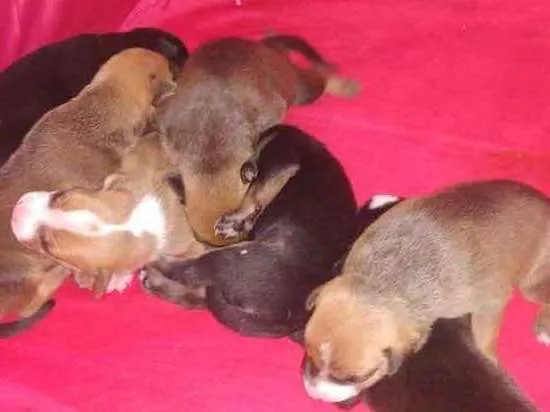 Cachorro ra a Srd idade Abaixo de 2 meses nome Filhotes 