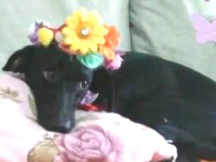 Cachorro ra a SDR idade 1 ano nome Lady