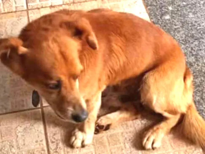 Cachorro ra a Indefinida idade 3 anos nome Não sei