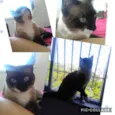 Tom