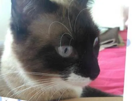 Gato ra a Sem raça idade 2 anos nome Tom