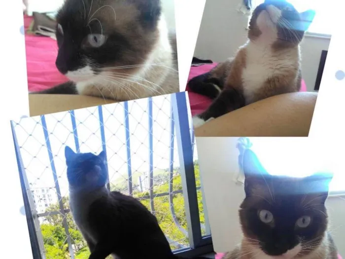 Gato ra a Sem raça idade 2 anos nome Tom