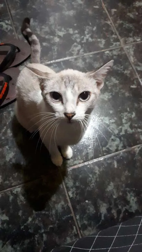 Gato ra a Viralata idade 1 ano nome Nina (doida)