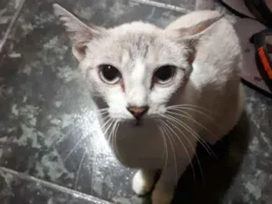 Gato raça Viralata idade 1 ano nome Nina (doida)