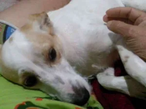 Cachorro raça Viralata idade 7 a 11 meses nome Ted