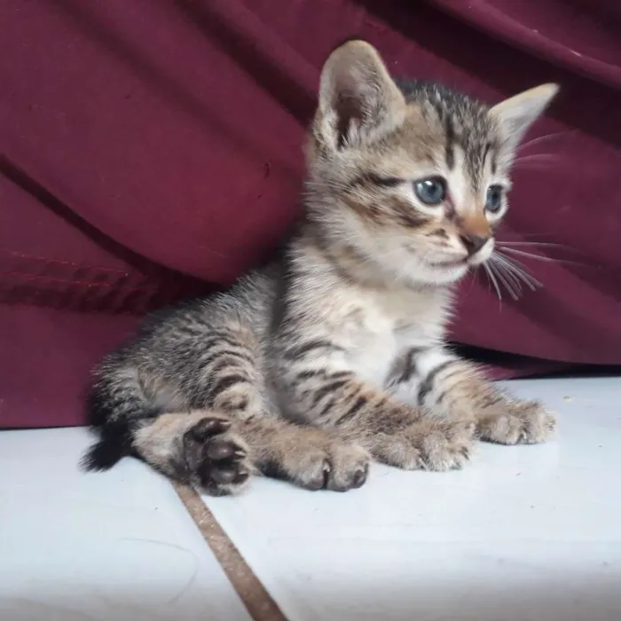 Gato raça  idade Abaixo de 2 meses nome Não tem nome