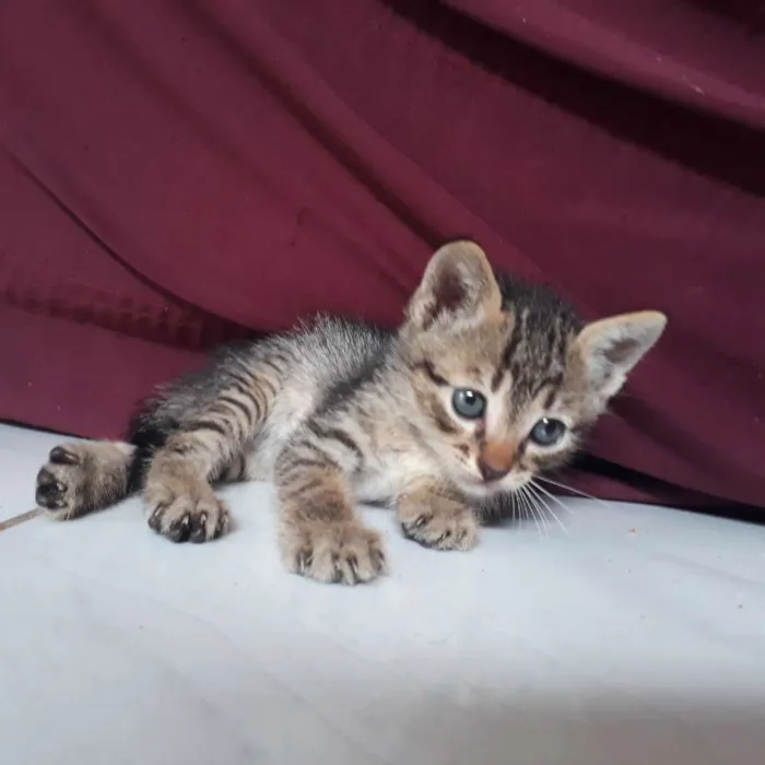 Gato raça  idade Abaixo de 2 meses nome Não tem nome