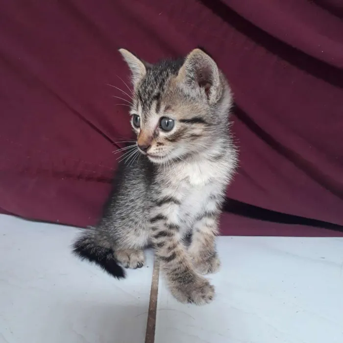 Gato raça  idade Abaixo de 2 meses nome Não tem nome