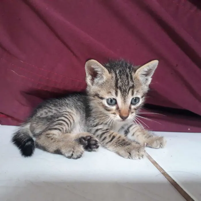 Gato raça  idade Abaixo de 2 meses nome Não tem nome