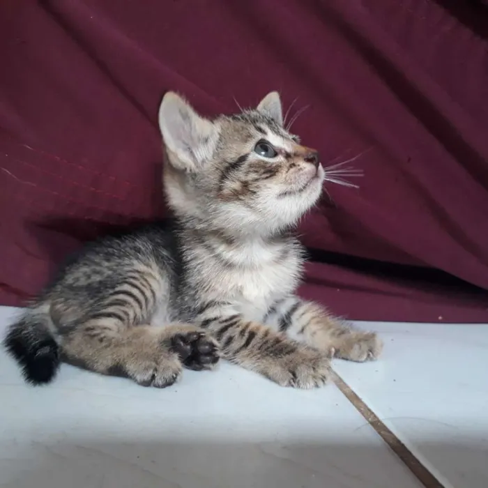 Gato raça  idade Abaixo de 2 meses nome Não tem nome