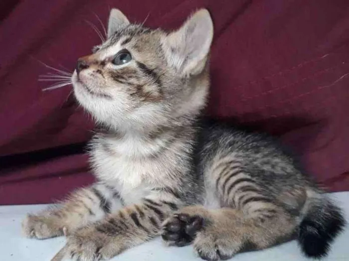 Gato raça  idade Abaixo de 2 meses nome Não tem nome