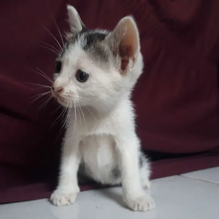 Gato raça  idade Abaixo de 2 meses nome Não tem nome