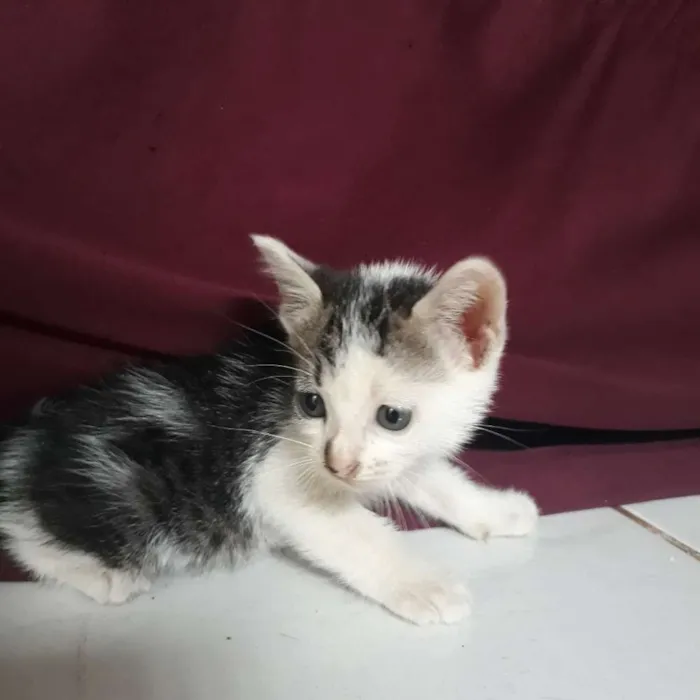 Gato raça  idade Abaixo de 2 meses nome Não tem nome