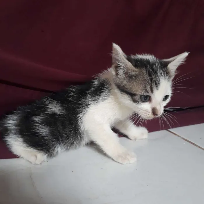 Gato raça  idade Abaixo de 2 meses nome Não tem nome