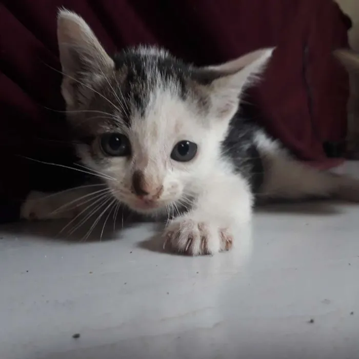 Gato raça  idade Abaixo de 2 meses nome Não tem nome