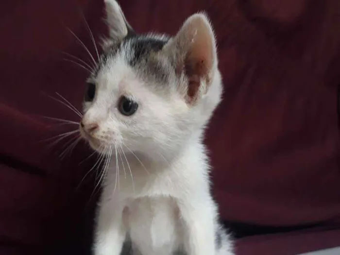 Gato raça  idade Abaixo de 2 meses nome Não tem nome