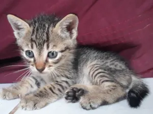 Gato raça  idade Abaixo de 2 meses nome Não tem nome
