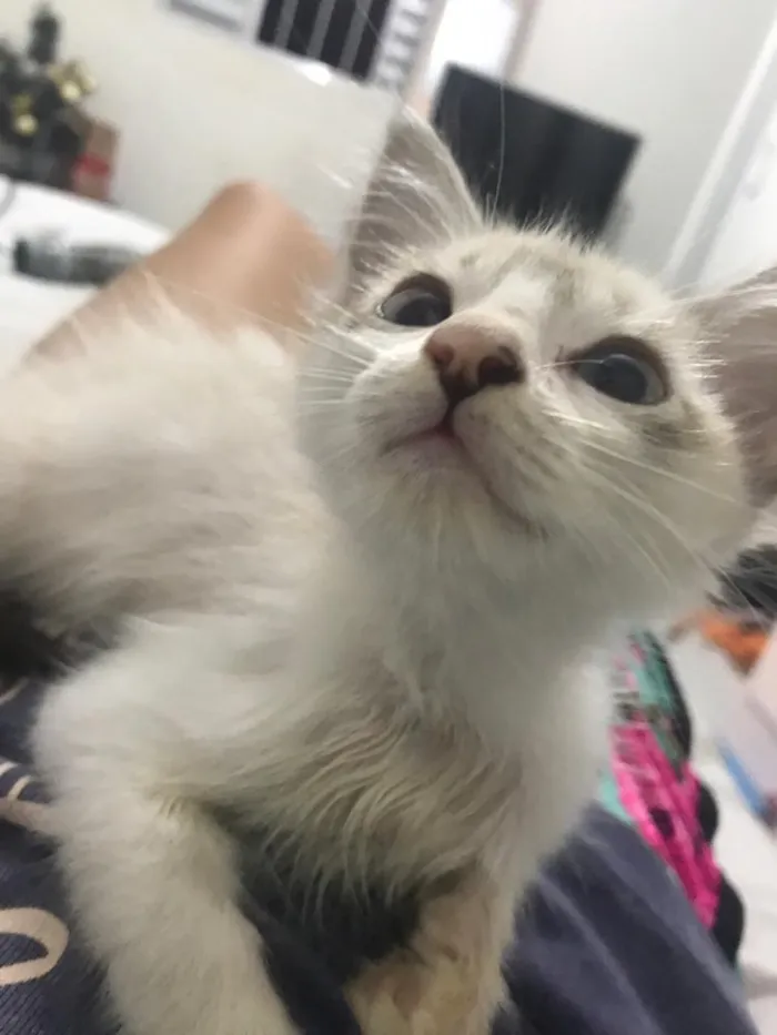 Gato ra a Gato idade 2 a 6 meses nome Não tem um nome