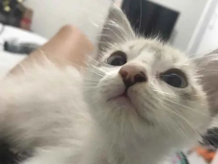 Gato ra a Gato idade 2 a 6 meses nome Não tem um nome
