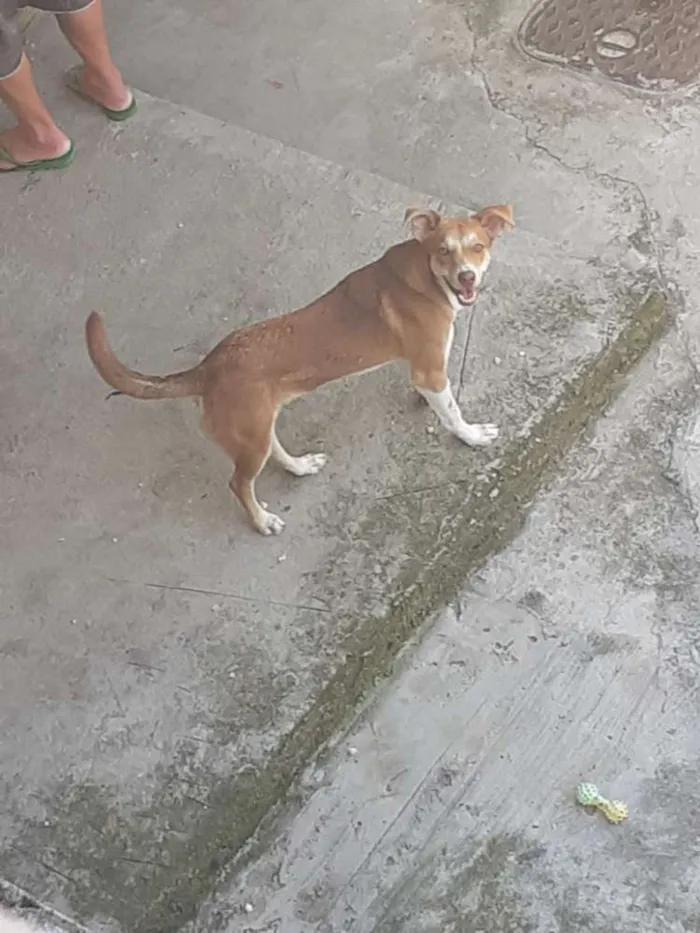 Cachorro ra a Vira lata idade 7 a 11 meses nome Bobby