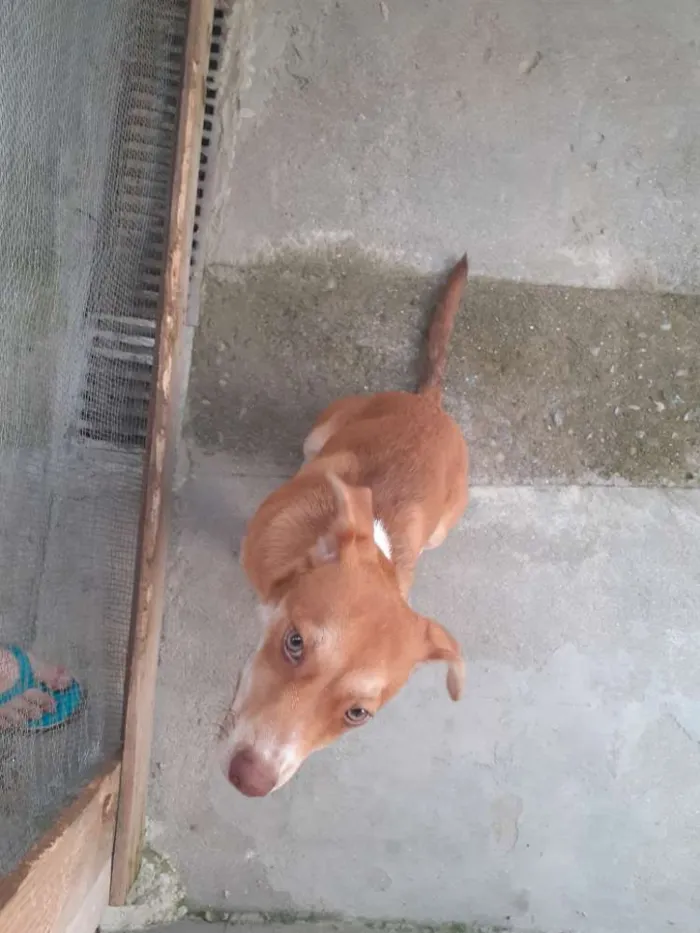 Cachorro ra a Vira lata idade 7 a 11 meses nome Bobby