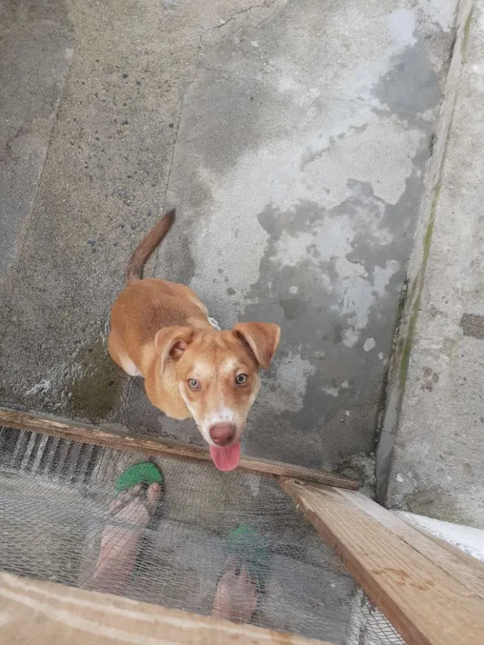 Cachorro ra a Vira lata idade 7 a 11 meses nome Bobby