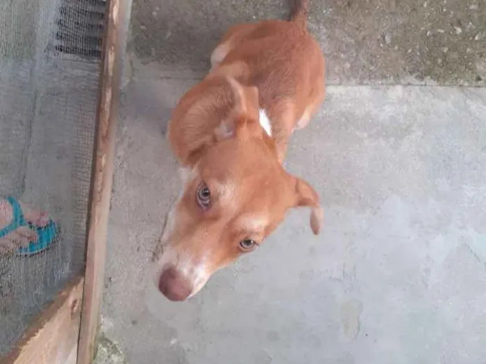 Cachorro ra a Vira lata idade 7 a 11 meses nome Bobby