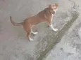Bobby