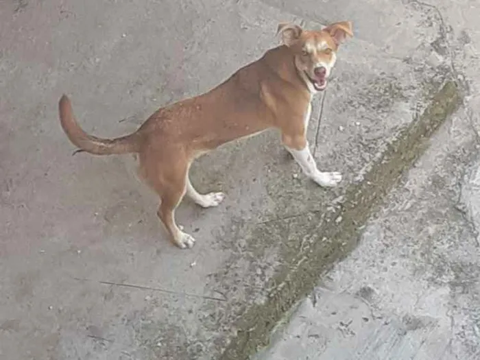 Cachorro ra a Vira lata idade 7 a 11 meses nome Bobby