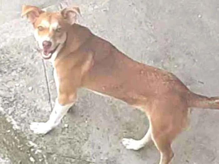 Cachorro ra a Vira lata idade 7 a 11 meses nome Bobby
