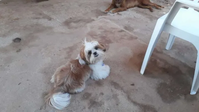 Cachorro raça Chips idade 1 ano nome Henrique