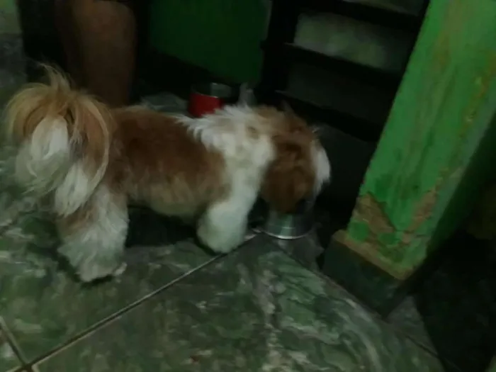 Cachorro raça Chips idade 1 ano nome Henrique