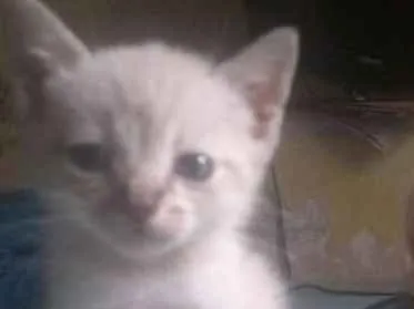 Gato ra a Srd idade Abaixo de 2 meses nome  moe