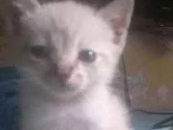 Gato ra a Srd idade Abaixo de 2 meses nome  moe
