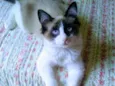 Romeu