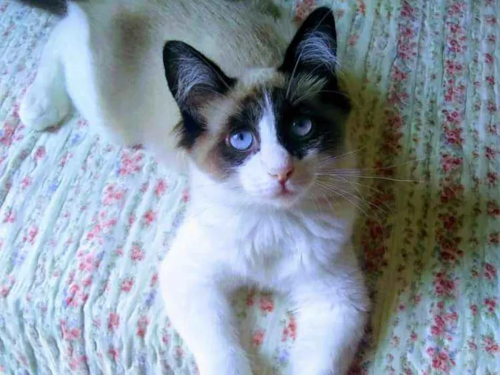 Gato ra a SRD(Sem raça definida) idade 1 ano nome Romeu